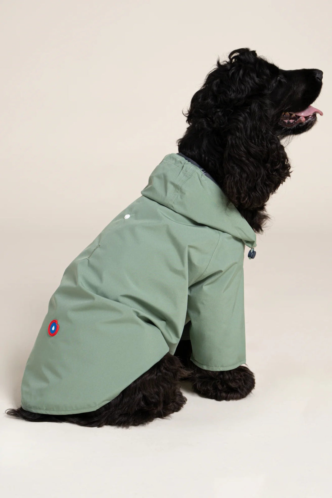 Impermeable Boulogne pour chien -Flotte #couleur_vert-sauge