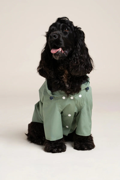 Impermeable Boulogne pour chien -Flotte #couleur_vert-sauge