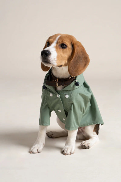 Impermeable Boulogne pour chien -Flotte #couleur_vert-sauge