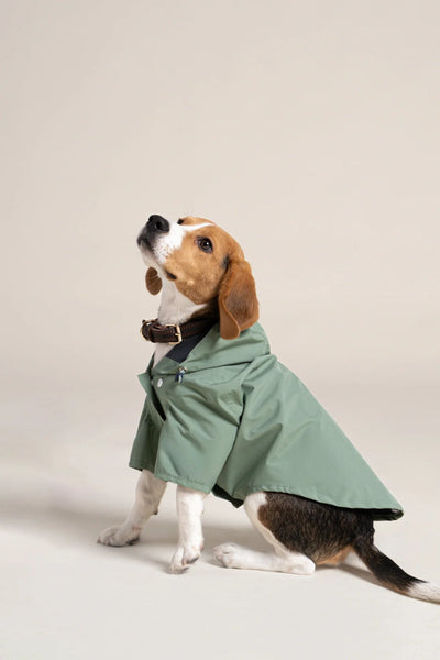 Impermeable Boulogne pour chien -Flotte #couleur_vert-sauge