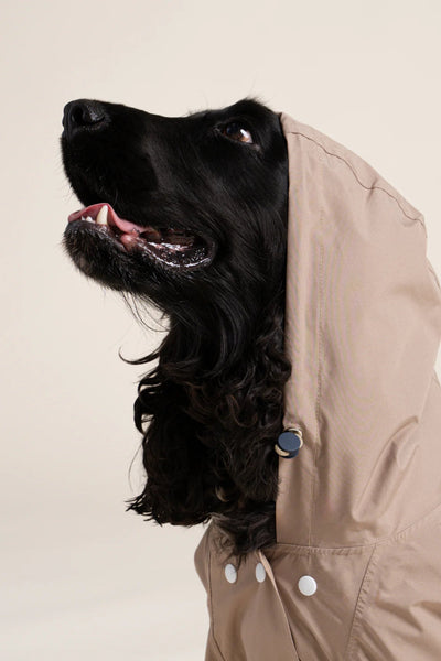 Impermeable Boulogne pour chien -Flotte #couleur_sahara