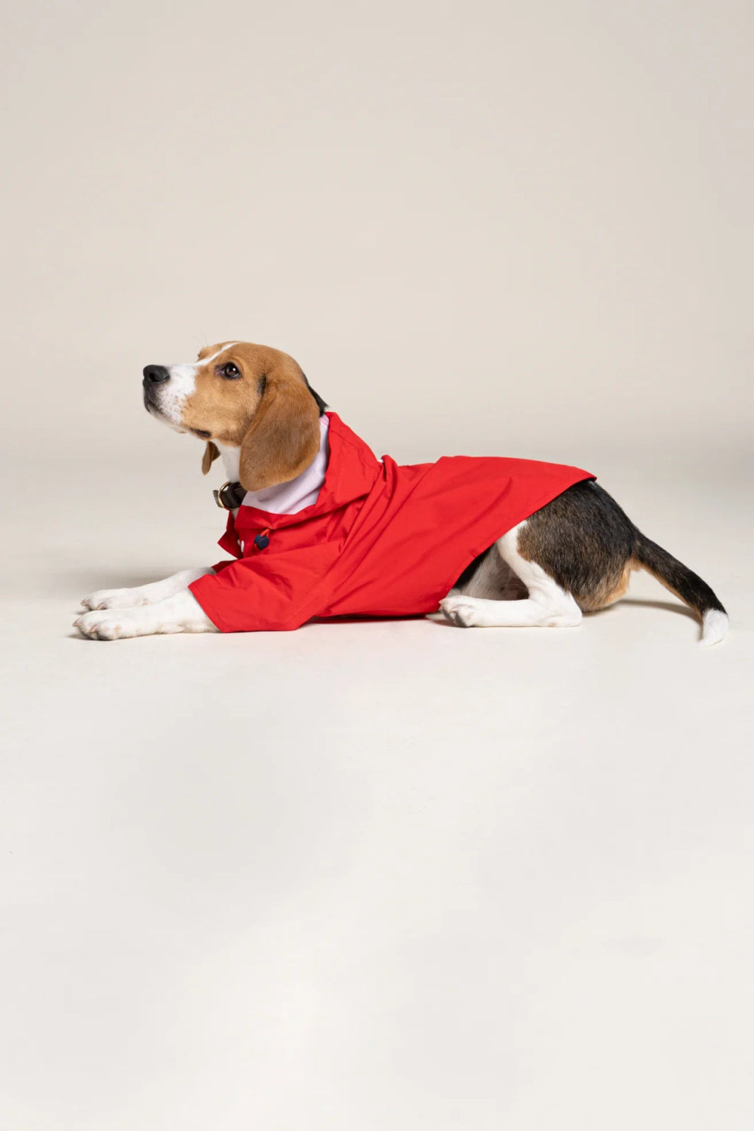 Impermeable Boulogne pour chien -Flotte #couleur_rouge